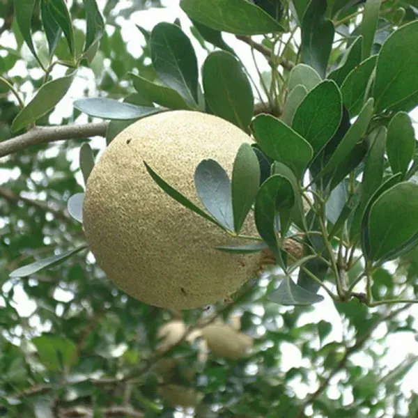 All_Time_Hybrid_Seedless_Wood_Apple_Fruit_Plant