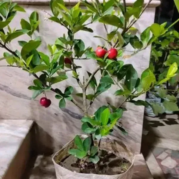 Barbados_Cherry_Fruit_Plant_For_Home_Garden