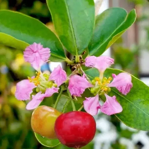 Barbados_Cherry_Fruit_Plant_For_Home_Garden