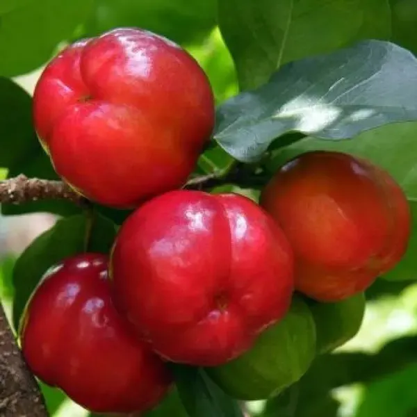 Barbados_Cherry_Fruit_Plant_For_Home_Garden
