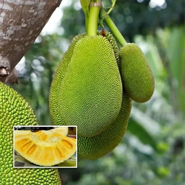 Seedless_Hybrid_Grafted_Jackfruit_Plant