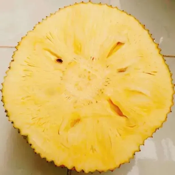 Seedless_Hybrid_Grafted_Jackfruit_Plant