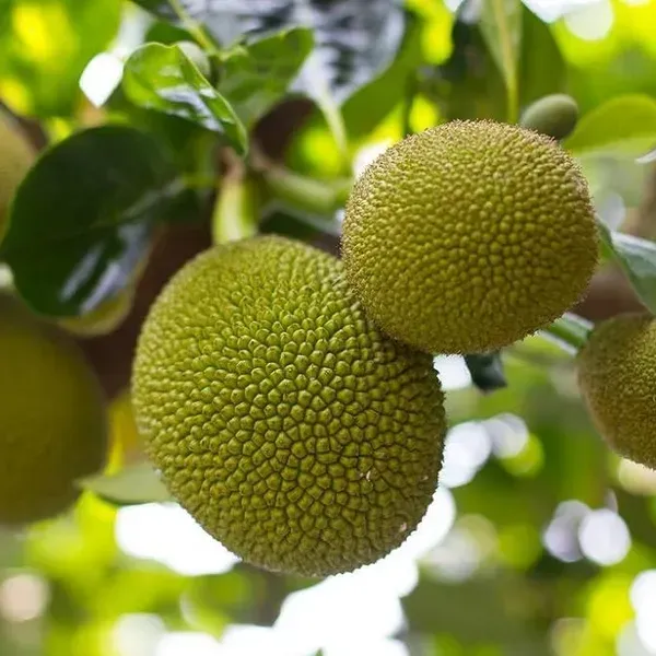 Seedless_Hybrid_Grafted_Jackfruit_Plant