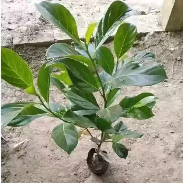 Seedless_Hybrid_Grafted_Jackfruit_Plant