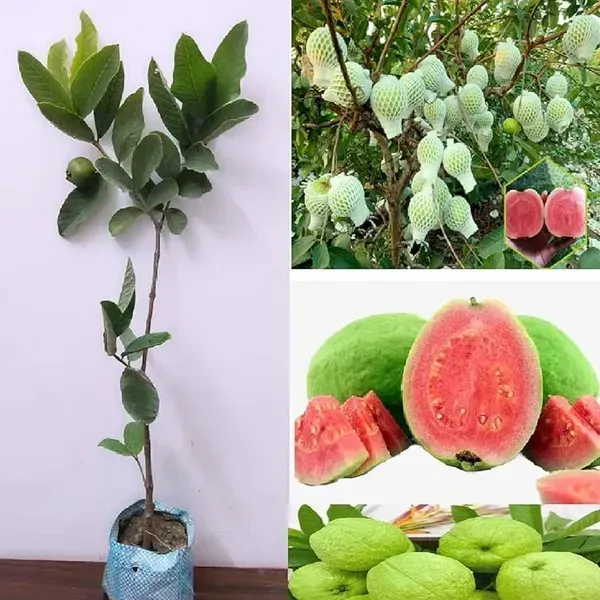 Red_Diamond_All_Time_Guava_Grafted_Fruit_Plant