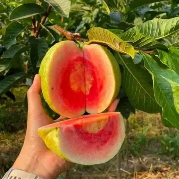 Red_Diamond_All_Time_Guava_Grafted_Fruit_Plant