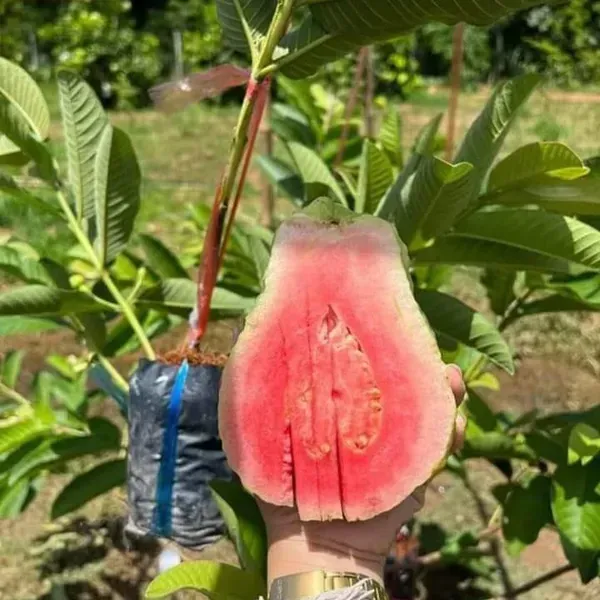 Red_Diamond_All_Time_Guava_Grafted_Fruit_Plant