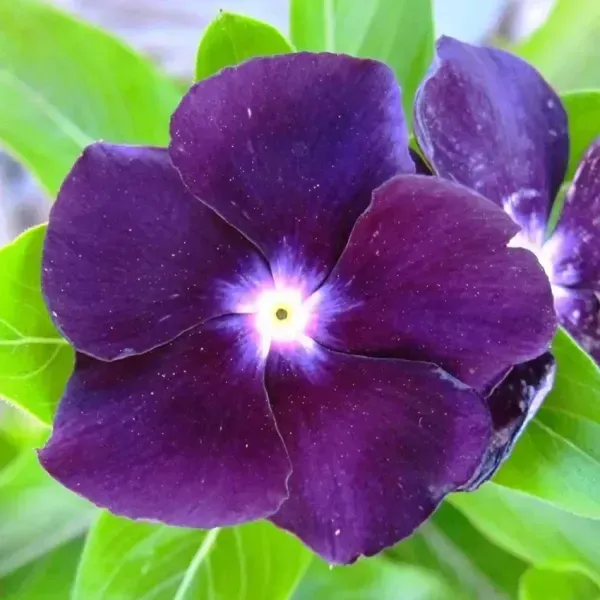 Vinca_Sadabahar_Flower_Plant_Dark_Blue