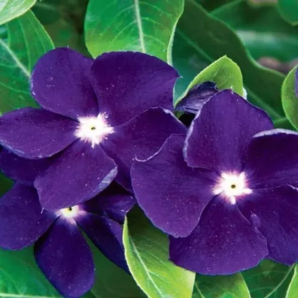 Vinca_Sadabahar_Flower_Plant_Dark_Blue