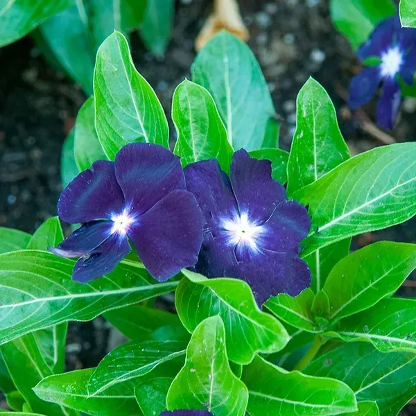 Vinca_Sadabahar_Flower_Plant_Dark_Blue
