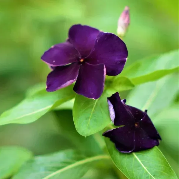 Vinca_Sadabahar_Flower_Plant_Dark_Blue