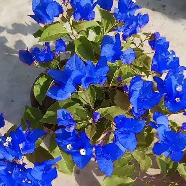 Exotic_Blue_Colour_Rare_Bougainvillea_Flower_Plant
