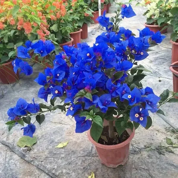 Exotic_Blue_Colour_Rare_Bougainvillea_Flower_Plant
