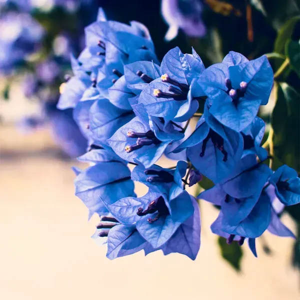 Exotic_Blue_Colour_Rare_Bougainvillea_Flower_Plant
