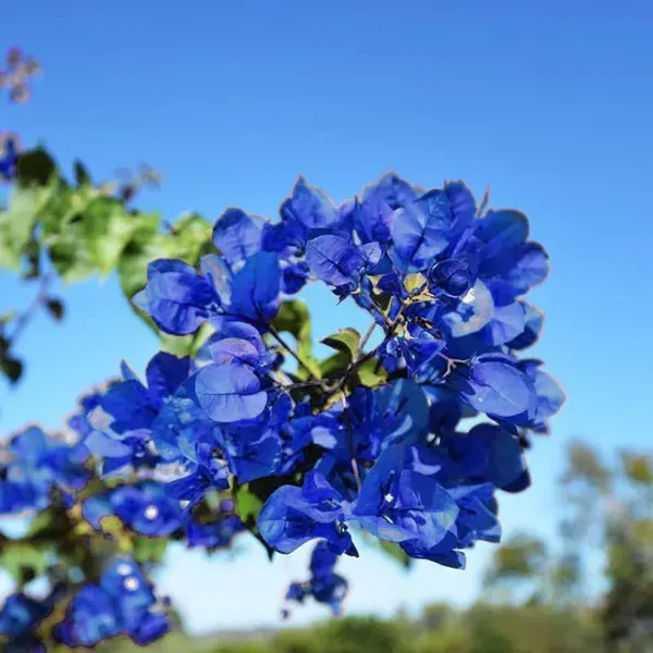 Exotic_Blue_Colour_Rare_Bougainvillea_Flower_Plant