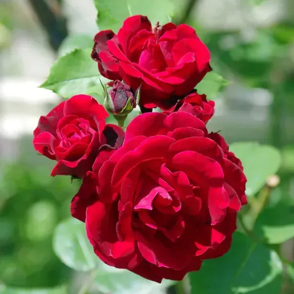 Button_Rose_Flower_Plant_Red