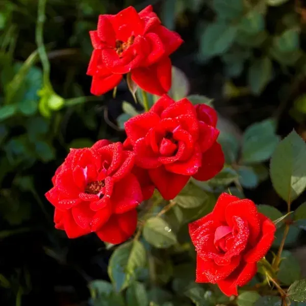 Button_Rose_Flower_Plant_Red