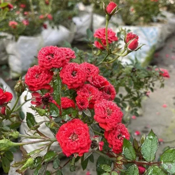 Button_Rose_Flower_Plant_Red