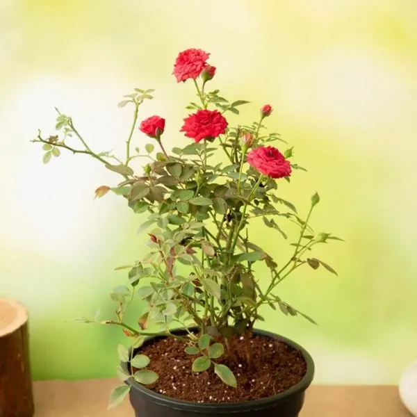 Button_Rose_Flower_Plant_Red