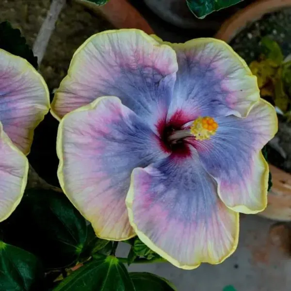 Australian_Variety_Grafted_Hibiscus_Flower_Plant