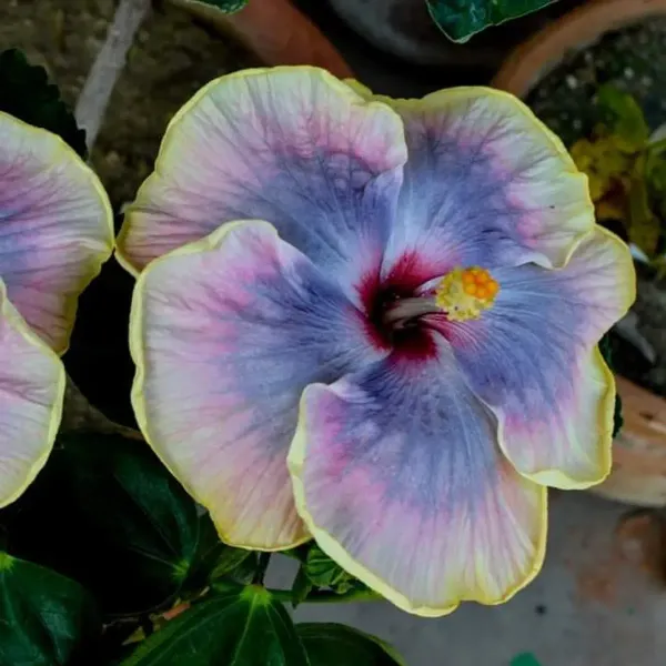Australian_Variety_Grafted_Hibiscus_Flower_Plant