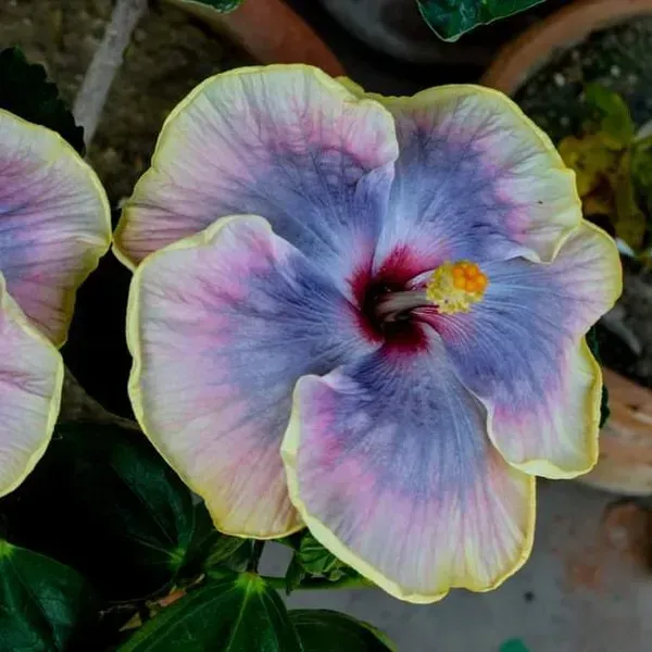 Australian_Variety_Grafted_Hibiscus_Flower_Plant