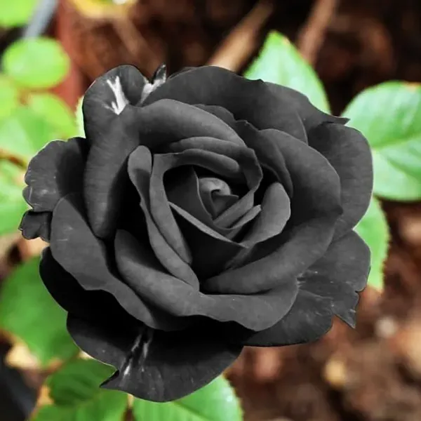Black_Rose_Flower_Plant_For_Home_Garden