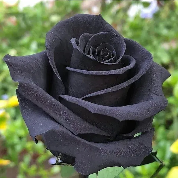 Black_Rose_Flower_Plant_For_Home_Garden