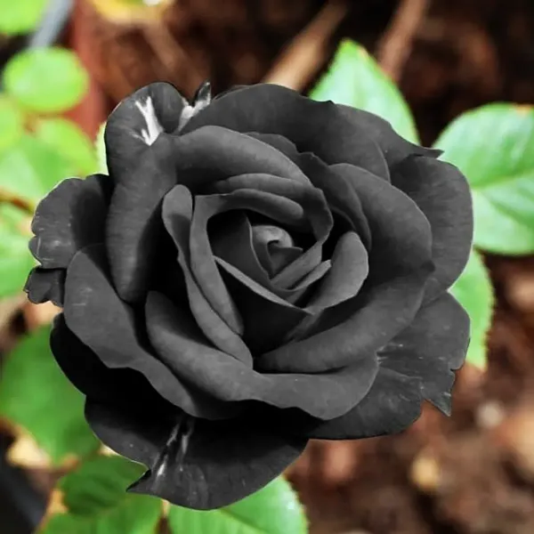 Black_Rose_Flower_Plant_For_Home_Garden