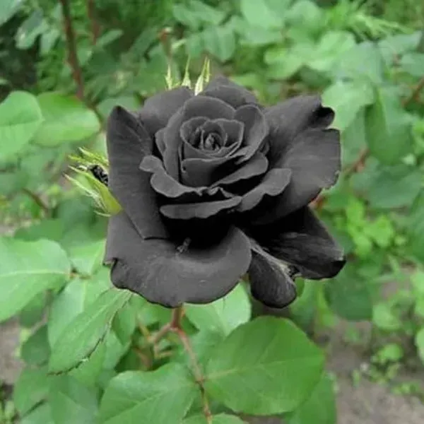 Black_Rose_Flower_Plant_For_Home_Garden