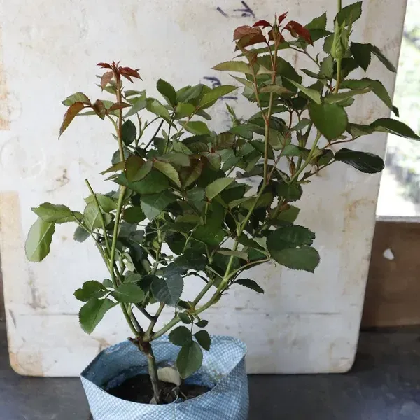 Black_Rose_Flower_Plant_For_Home_Garden