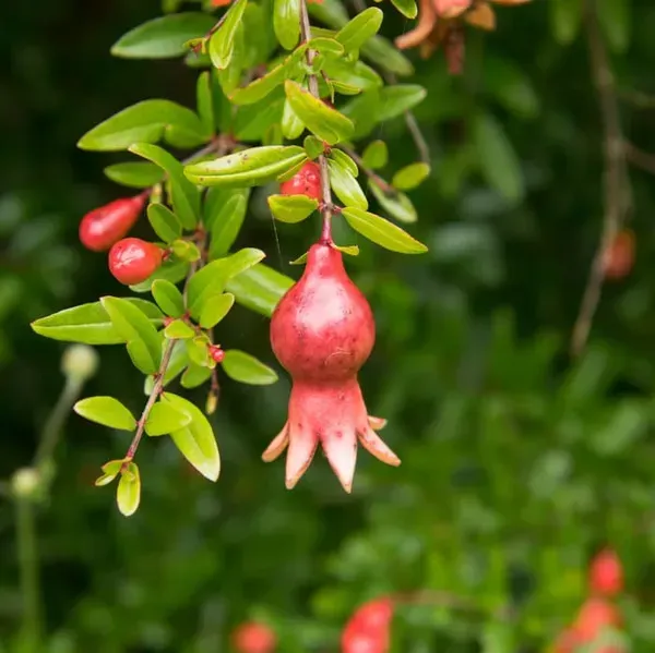 Pomegranate_Fruit_Plant_For_Home_Garden
