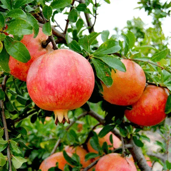 Pomegranate_Fruit_Plant_For_Home_Garden