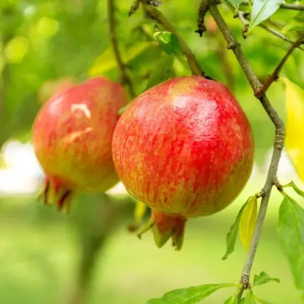 Pomegranate_Fruit_Plant_For_Home_Garden