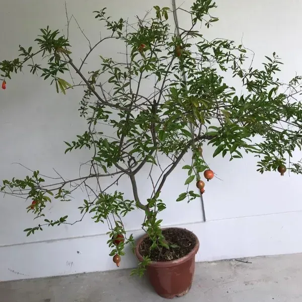 Pomegranate_Fruit_Plant_For_Home_Garden