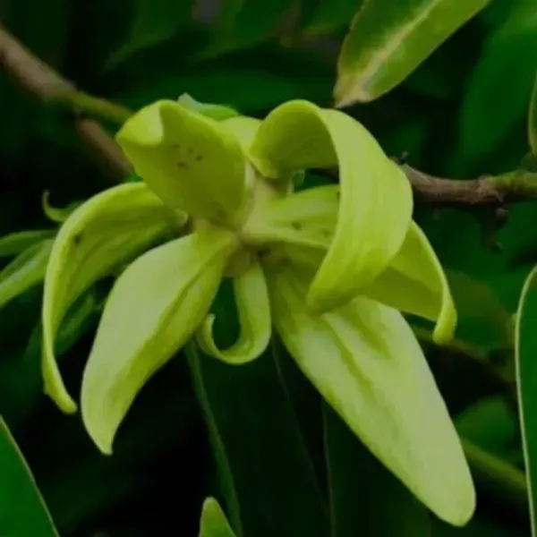 Artabotrys_Hexapetalus_Green_Champa_Flowers_Plant