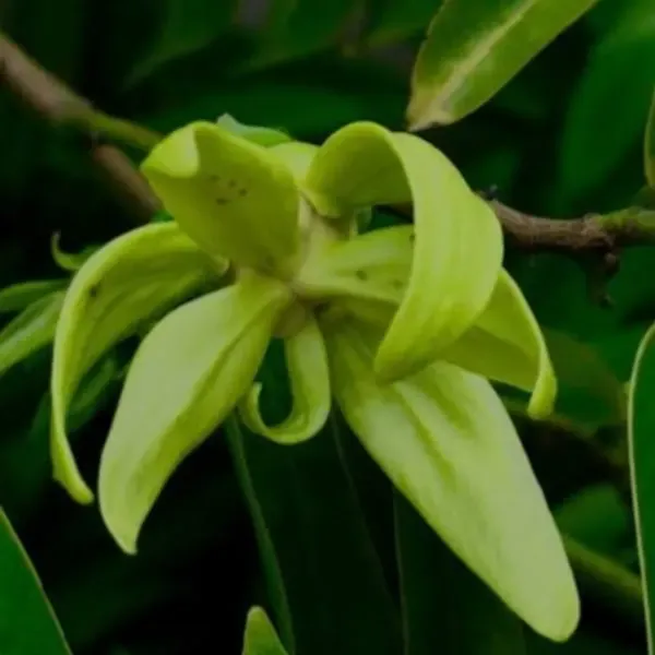 Artabotrys_Hexapetalus_Green_Champa_Flowers_Plant