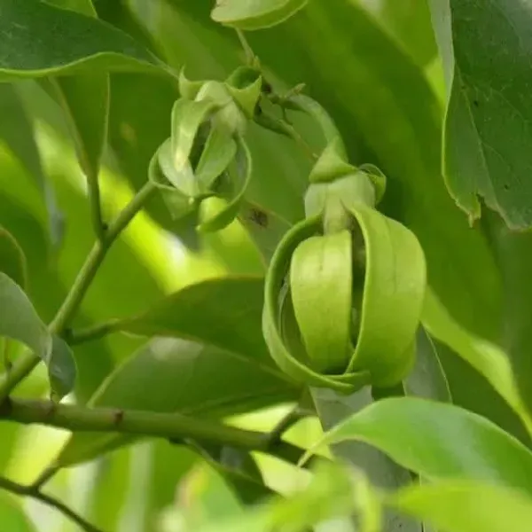 Artabotrys_Hexapetalus_Green_Champa_Flowers_Plant