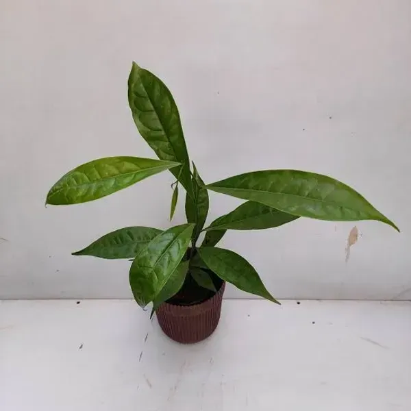 Artabotrys_Hexapetalus_Green_Champa_Flowers_Plant