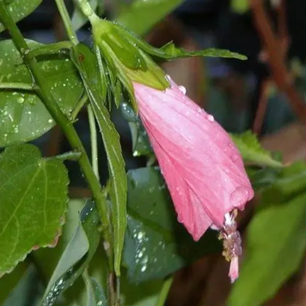 Sleeping_Hibiscus_Malvaviscus_Flower_Plant_Baby_Pink