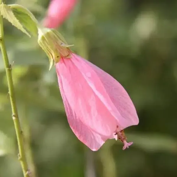 Sleeping_Hibiscus_Malvaviscus_Flower_Plant_Baby_Pink