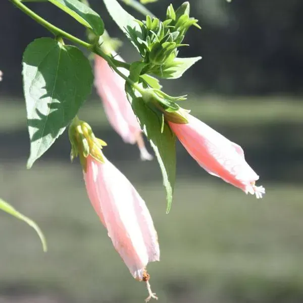 Sleeping_Hibiscus_Malvaviscus_Flower_Plant_Baby_Pink