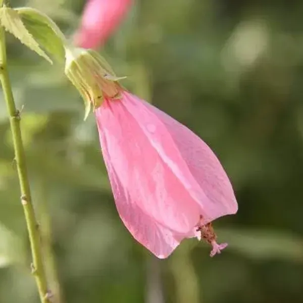 Sleeping_Hibiscus_Malvaviscus_Flower_Plant_Baby_Pink
