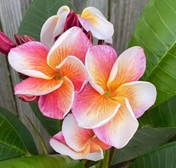 Dwarf_Variety_Pulmeria_Flower_Plant