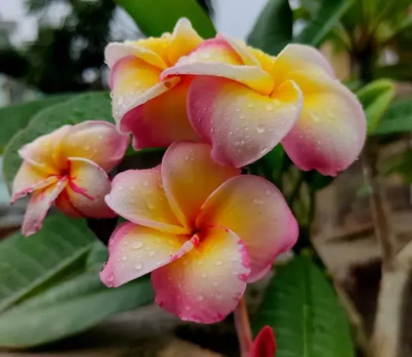 Dwarf_Variety_Pulmeria_Flower_Plant