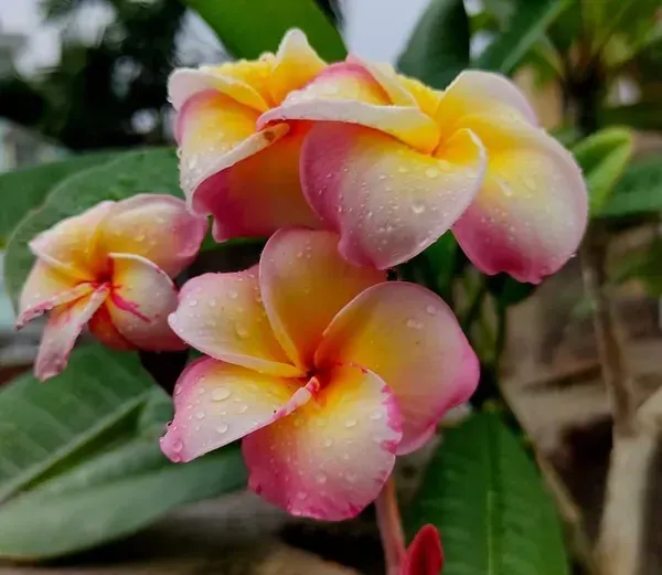 Dwarf_Variety_Pulmeria_Flower_Plant