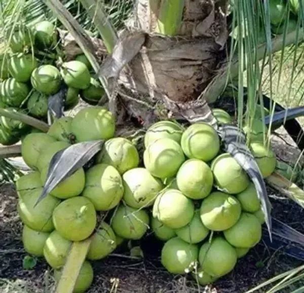 Vietnam_Hybrid_Coconut_Fruit_Plant