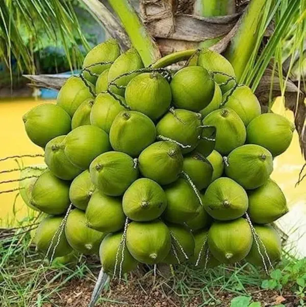 Vietnam_Hybrid_Coconut_Fruit_Plant