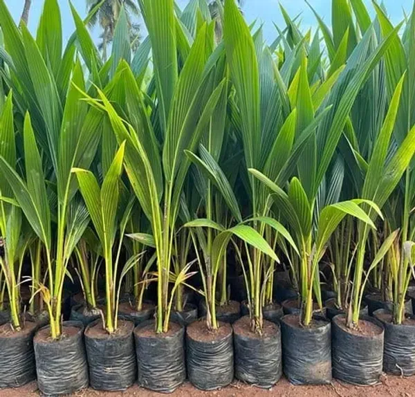 Vietnam_Hybrid_Coconut_Fruit_Plant