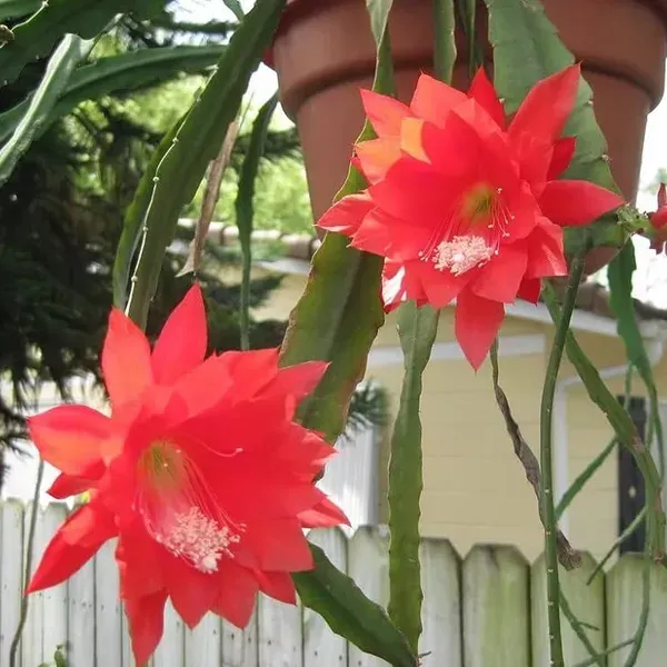 Brahma_Kamal_Flower_Plant_Red